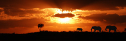 African Wildlife at Dusk and Dawn